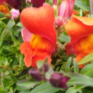 Meet your Posher, Jeannine